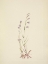Picture of NORTH AMERICAN WILD FLOWERS 1925 - BROOK LOBELIA