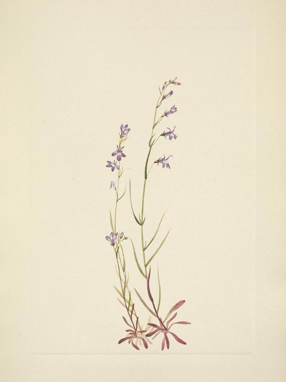 Picture of NORTH AMERICAN WILD FLOWERS 1925 - BROOK LOBELIA