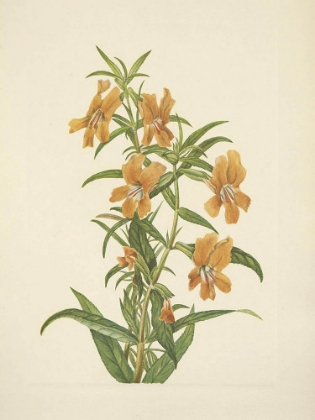 Picture of NORTH AMERICAN WILD FLOWERS 1925 - BUFF MONKEYFLOWER