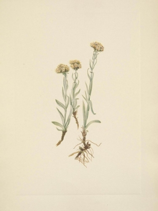 Picture of NORTH AMERICAN WILD FLOWERS 1925 - BUFF PUSSYTOES