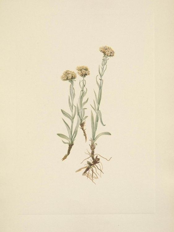 Picture of NORTH AMERICAN WILD FLOWERS 1925 - BUFF PUSSYTOES