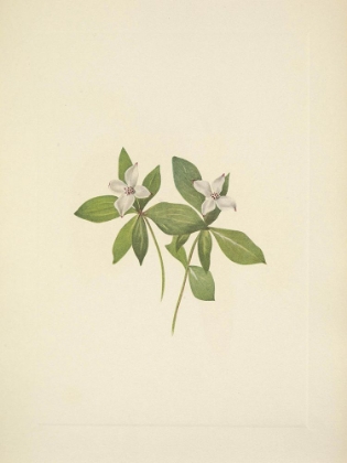 Picture of NORTH AMERICAN WILD FLOWERS 1925 - BUNCHBERRY FLOWER