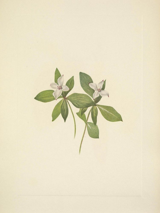 Picture of NORTH AMERICAN WILD FLOWERS 1925 - BUNCHBERRY FLOWER