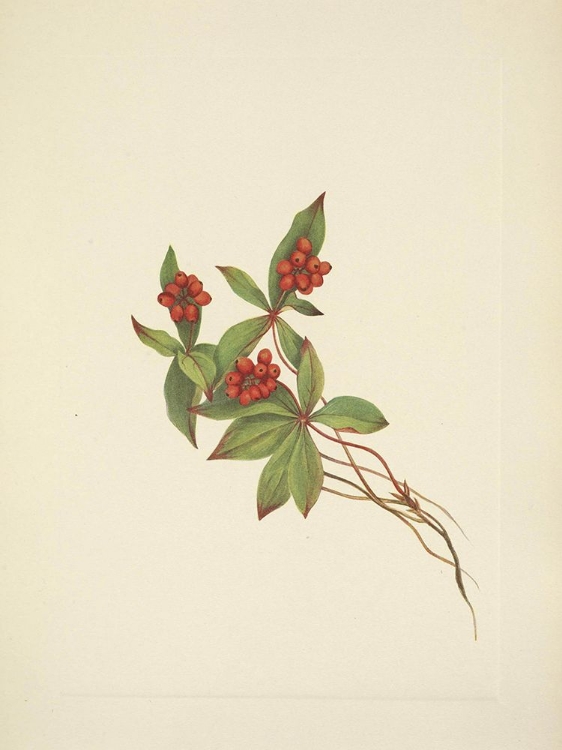 Picture of NORTH AMERICAN WILD FLOWERS 1925 - BUNCHBERRY FRUIT