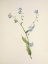Picture of NORTH AMERICAN WILD FLOWERS 1925 - BUR-FORGET-ME-NOT