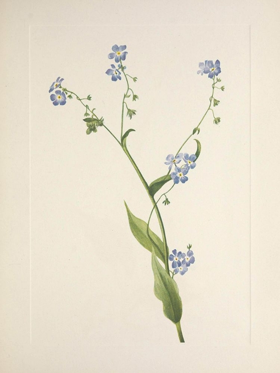 Picture of NORTH AMERICAN WILD FLOWERS 1925 - BUR-FORGET-ME-NOT