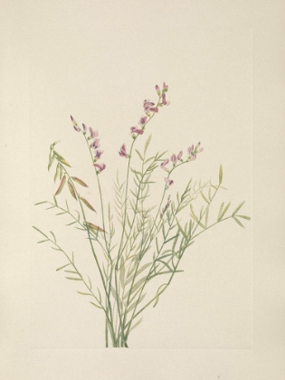 Picture of NORTH AMERICAN WILD FLOWERS 1925 - BURGESS MILKVETCH