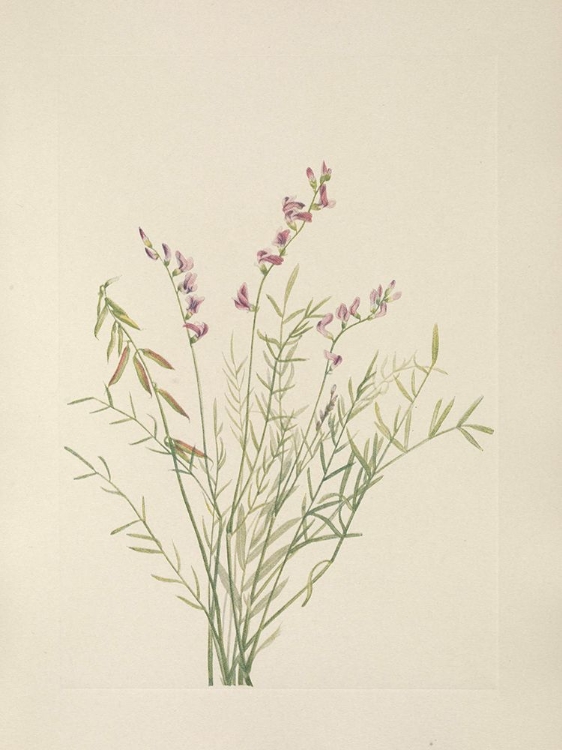 Picture of NORTH AMERICAN WILD FLOWERS 1925 - BURGESS MILKVETCH