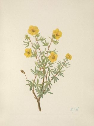 Picture of NORTH AMERICAN WILD FLOWERS 1925 - BUSH CINQUEFOIL