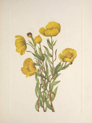 Picture of NORTH AMERICAN WILD FLOWERS 1925 - BUSHPOPPY
