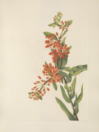 Picture of NORTH AMERICAN WILD FLOWERS 1925 - BUTTERFLYWEED