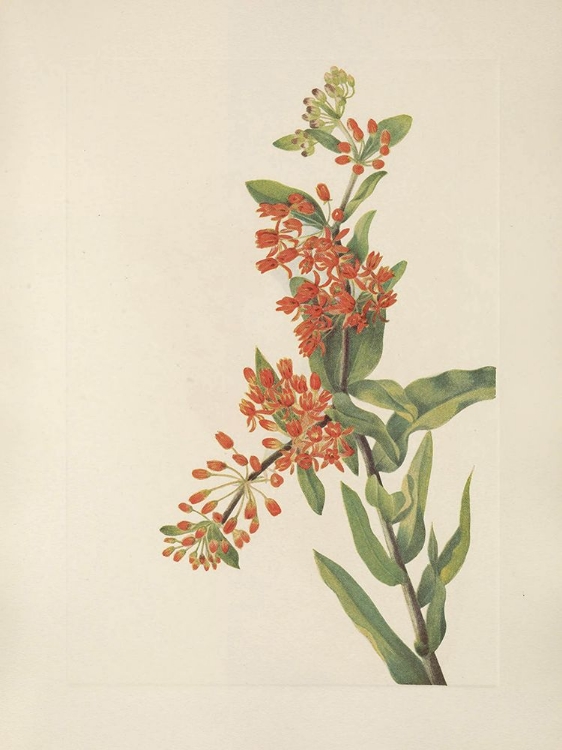 Picture of NORTH AMERICAN WILD FLOWERS 1925 - BUTTERFLYWEED