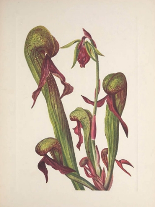 Picture of NORTH AMERICAN WILD FLOWERS 1925 - CALIFORNIA PITCHERPLANT