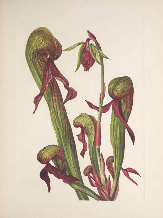 Picture of NORTH AMERICAN WILD FLOWERS 1925 - CALIFORNIA PITCHERPLANT