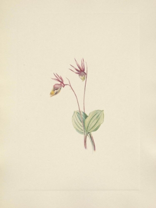 Picture of NORTH AMERICAN WILD FLOWERS 1925 - CALYPSO