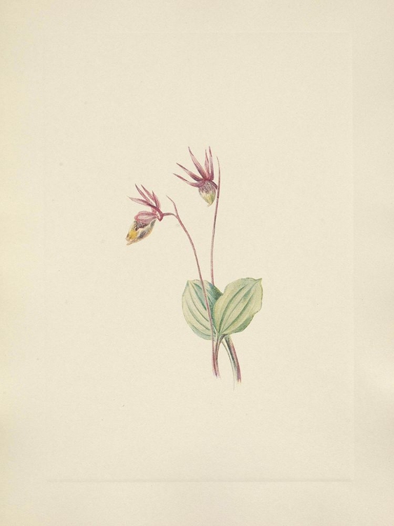 Picture of NORTH AMERICAN WILD FLOWERS 1925 - CALYPSO