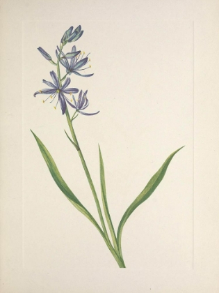 Picture of NORTH AMERICAN WILD FLOWERS 1925 - CAMAS