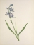 Picture of NORTH AMERICAN WILD FLOWERS 1925 - CAMAS