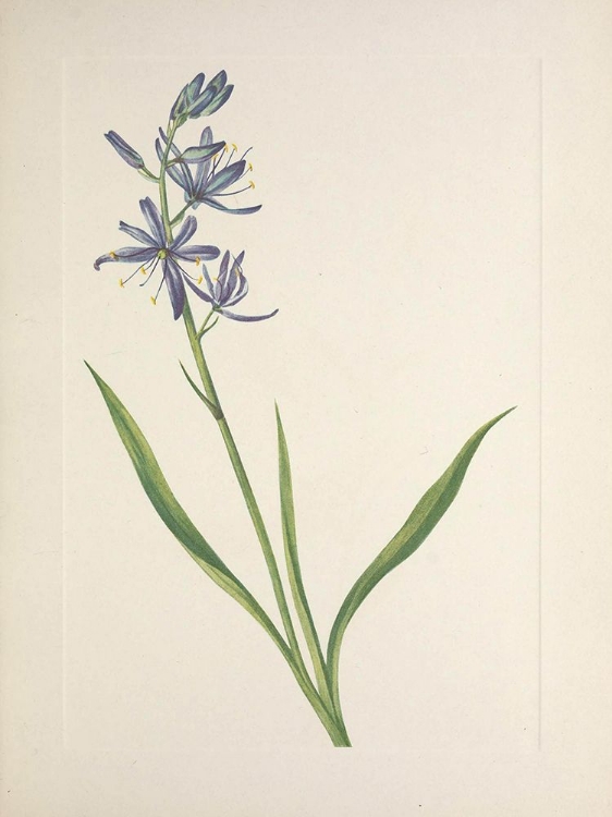 Picture of NORTH AMERICAN WILD FLOWERS 1925 - CAMAS