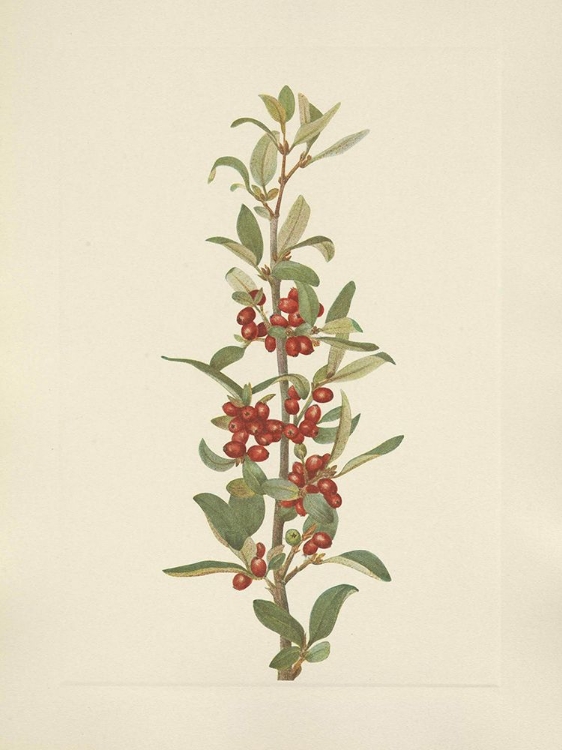 Picture of NORTH AMERICAN WILD FLOWERS 1925 - CANADA BUFFALOBERRY