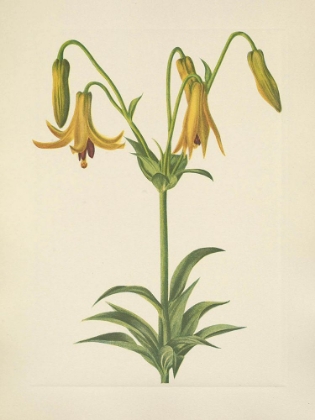 Picture of NORTH AMERICAN WILD FLOWERS 1925 - CANADA LILY