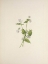 Picture of NORTH AMERICAN WILD FLOWERS 1925 - CANADA VIOLET