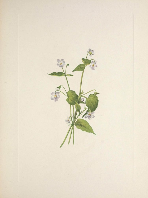 Picture of NORTH AMERICAN WILD FLOWERS 1925 - CANADA VIOLET