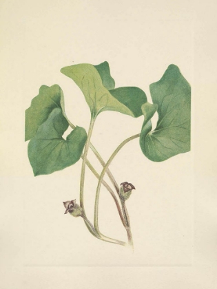 Picture of NORTH AMERICAN WILD FLOWERS 1925 - CANADA WILDGINGER
