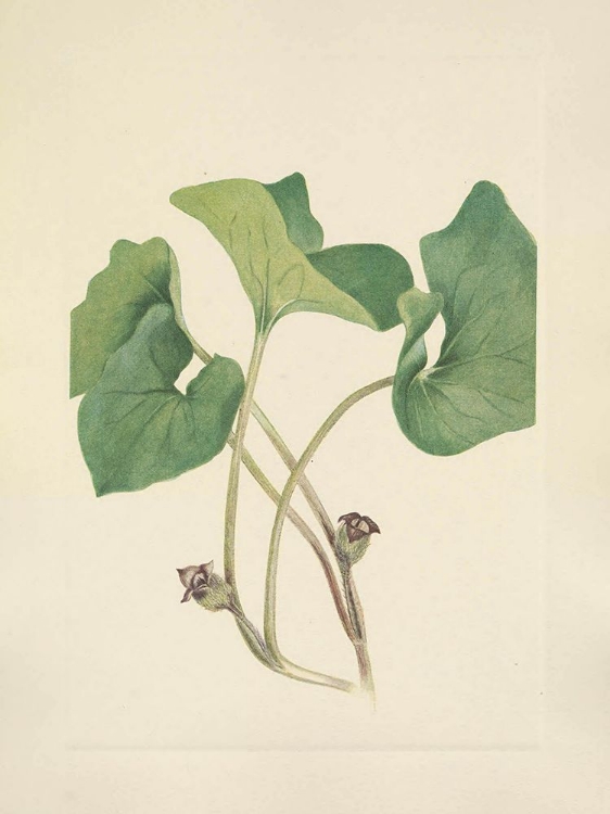 Picture of NORTH AMERICAN WILD FLOWERS 1925 - CANADA WILDGINGER