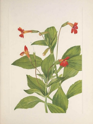 Picture of NORTH AMERICAN WILD FLOWERS 1925 - CARDINAL MONKEYFLOWER