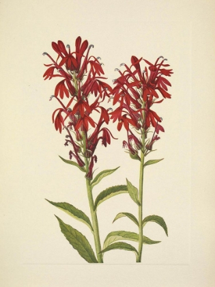 Picture of NORTH AMERICAN WILD FLOWERS 1925 - CARDINALFLOWER