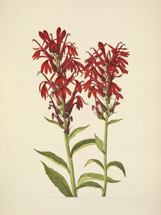 Picture of NORTH AMERICAN WILD FLOWERS 1925 - CARDINALFLOWER