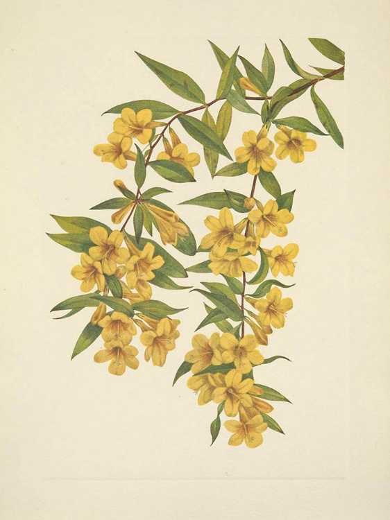 Picture of NORTH AMERICAN WILD FLOWERS 1925 - CAROLINA JESSAMINE