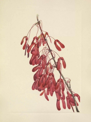 Picture of NORTH AMERICAN WILD FLOWERS 1925 - CAROLINA MAPLE