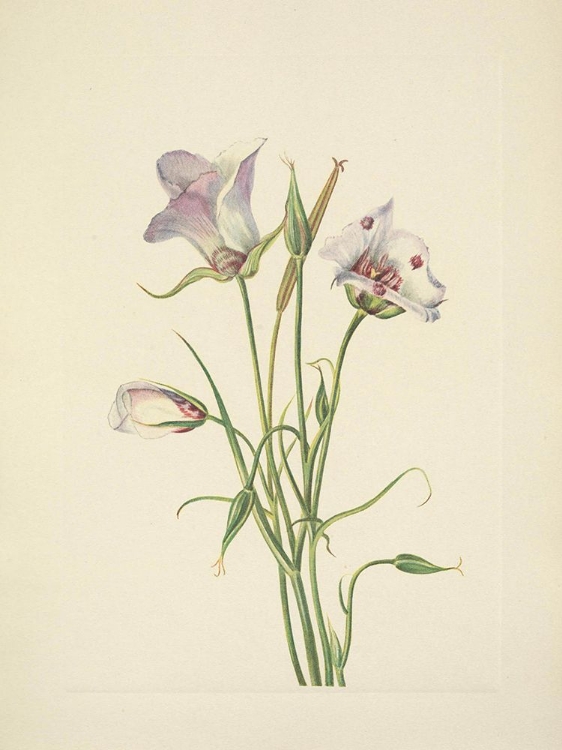 Picture of NORTH AMERICAN WILD FLOWERS 1925 - CATALINA MARIPOSA