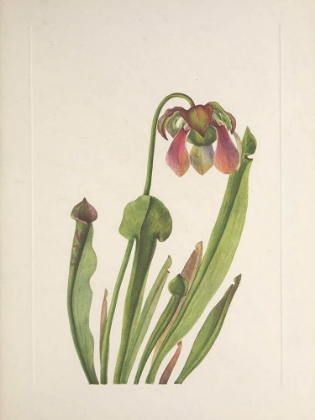 Picture of NORTH AMERICAN WILD FLOWERS 1925 - CATESBY PITCHERPLANT