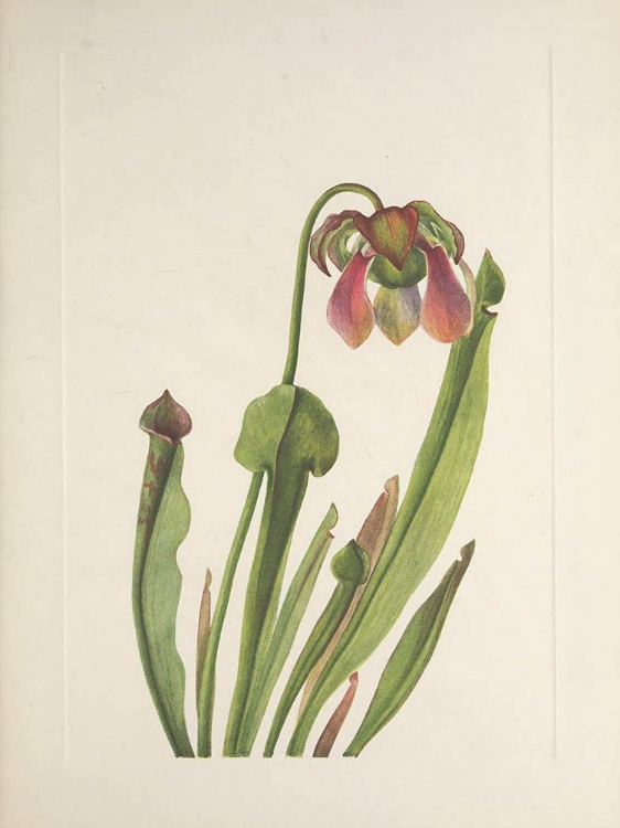 Picture of NORTH AMERICAN WILD FLOWERS 1925 - CATESBY PITCHERPLANT