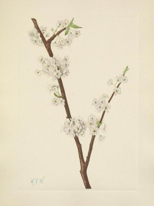 Picture of NORTH AMERICAN WILD FLOWERS 1925 - CHICKASAW PLUM