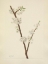 Picture of NORTH AMERICAN WILD FLOWERS 1925 - CHICKASAW PLUM
