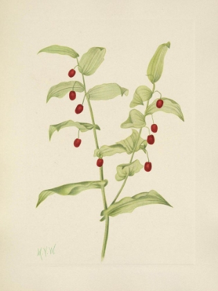Picture of NORTH AMERICAN WILD FLOWERS 1925 - CLASPING TWISTEDSTALK