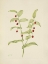 Picture of NORTH AMERICAN WILD FLOWERS 1925 - CLASPING TWISTEDSTALK