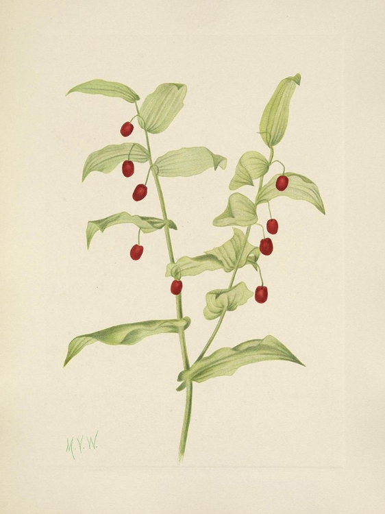 Picture of NORTH AMERICAN WILD FLOWERS 1925 - CLASPING TWISTEDSTALK