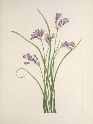 Picture of NORTH AMERICAN WILD FLOWERS 1925 - CLUSTERLILY