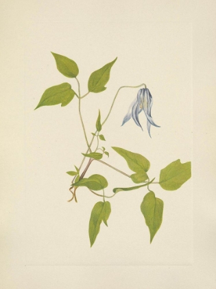 Picture of NORTH AMERICAN WILD FLOWERS 1925 - COLUMBIA CLEMATIS FLOWER