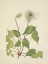 Picture of NORTH AMERICAN WILD FLOWERS 1925 - COLUMBIA CLEMATIS FRUIT