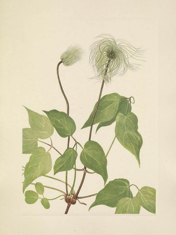 Picture of NORTH AMERICAN WILD FLOWERS 1925 - COLUMBIA CLEMATIS FRUIT