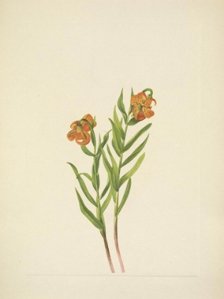 Picture of NORTH AMERICAN WILD FLOWERS 1925 - COLUMBIA LILY