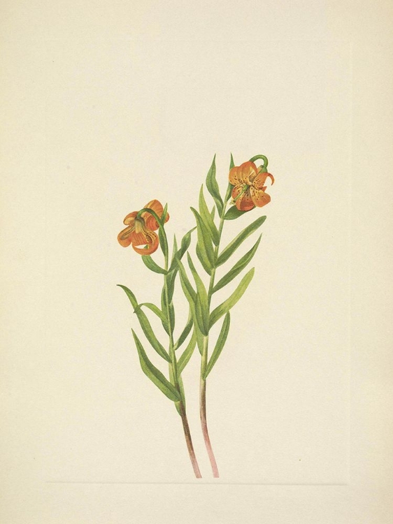 Picture of NORTH AMERICAN WILD FLOWERS 1925 - COLUMBIA LILY