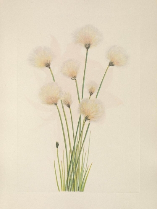 Picture of NORTH AMERICAN WILD FLOWERS 1925 - COTTONGRASS