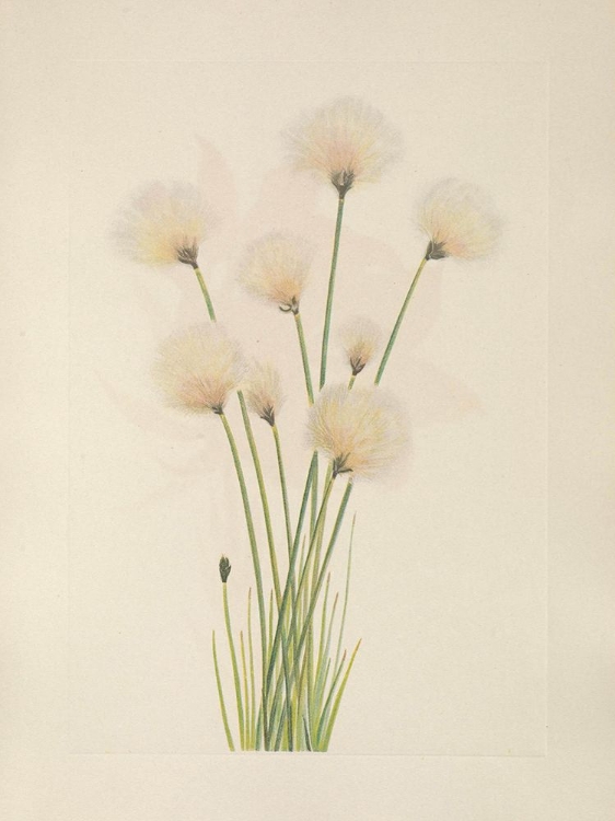 Picture of NORTH AMERICAN WILD FLOWERS 1925 - COTTONGRASS